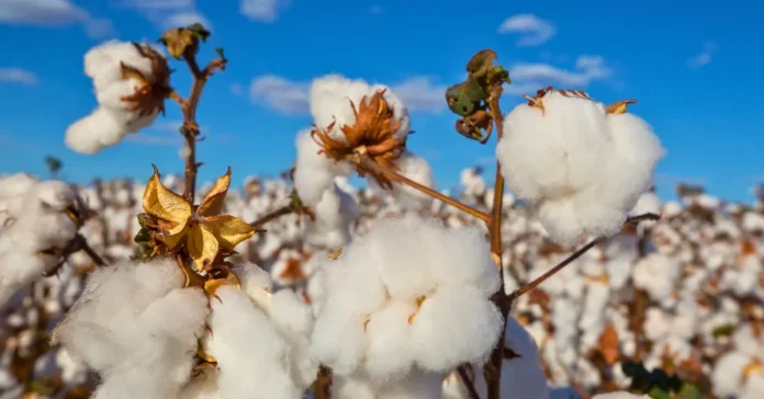 Biodegradable Fabrics | Textile Trends Hub